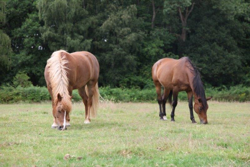 Farm Luythoeve Meeuwen